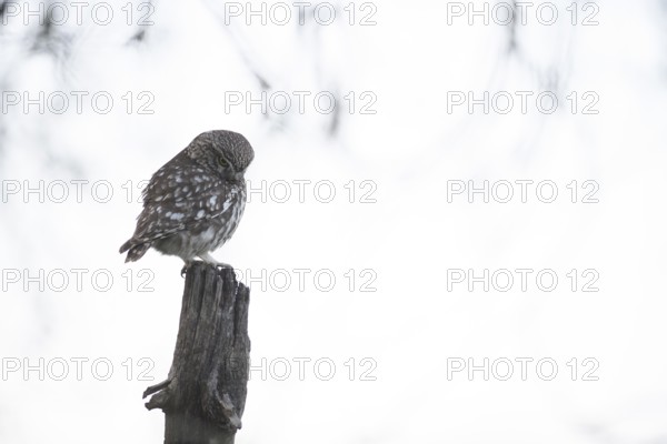 A little owl (Athene noctua) sits quietly on an old willow pole against a light-coloured background, Teutoburg Forest, Lower Saxony, Germany