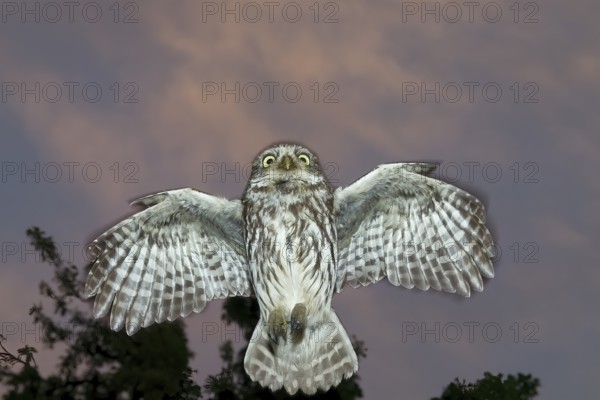 A little owl (Athene noctua) flies in the dark through the night in front of a tree in the sky, Teutoburg Forest, Lower Saxony, Germany
