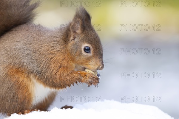 Red squirrel (Sciurus vulgaris) adult animal eating a nut in snow in winter, England, United Kingdom