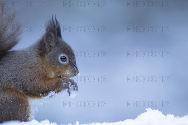 Red squirrel (Sciurus vulgaris) adult animal eating a nut in a snow covered woodland in winter, England, United Kingdom
