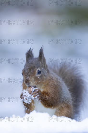 Red squirrel (Sciurus vulgaris) adult animal feeding on a hazel nut in a snow covered woodland in winter, England, United Kingdom