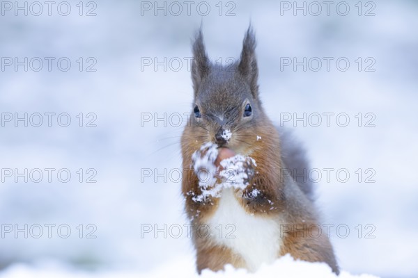 Red squirrel (Sciurus vulgaris) adult animal feeding on a hazel nut in a snow covered woodland in winter, England, United Kingdom
