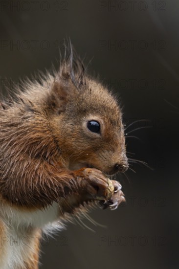 Red squirrel (Sciurus vulgaris) adult animal soaking wet eating a nut in a rain storm, England, United Kingdom