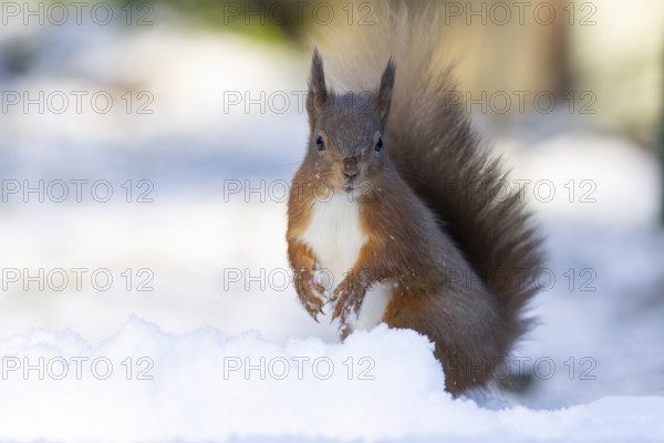 Red squirrel (Sciurus vulgaris) adult animal standing on snow in winter, England, United Kingdom