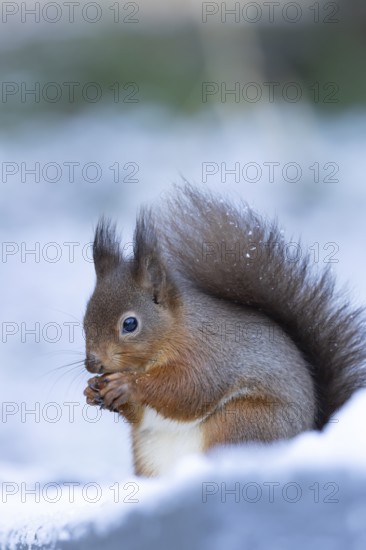 Red squirrel (Sciurus vulgaris) adult animal eating a nut in snow in winter, England, United Kingdom