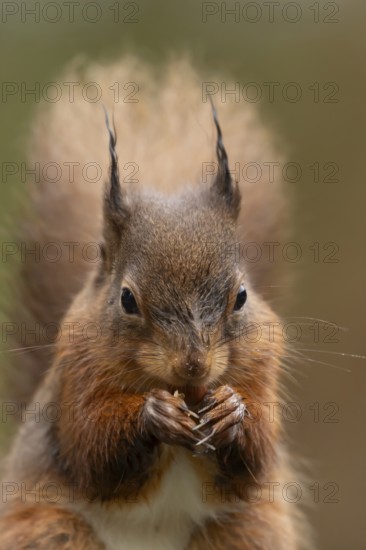 Red squirrel (Sciurus vulgaris) adult animal eating a nut in winter, England, United Kingdom