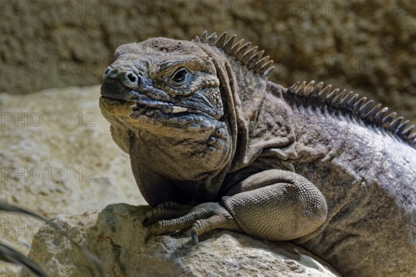 Animal portrait Jamaican iguana (Cyclura collei), reptile, pangolin, captive, occurrence Jamaica