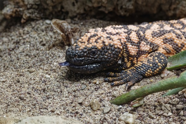 Animal portrait, Gila crustose lizard (Heloderma suspectum), representative of the crustose lizards (Helodermatidae), pangolins, captive, occurrence all continents