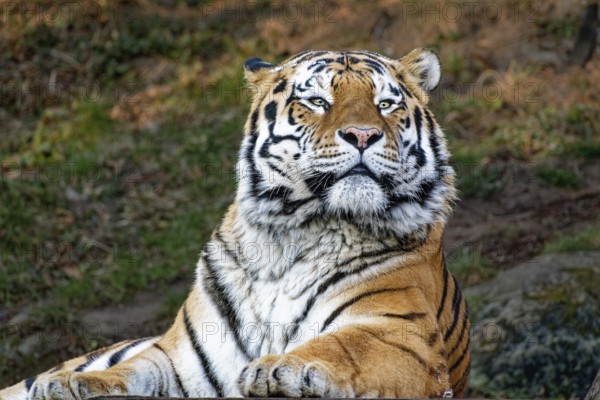 Siberian tiger (Panthera tigris altaica) or Amur tiger, animal portrait, captive, occurrence river basin of Amur and Ussuri, Russia