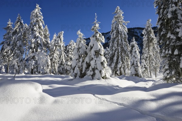 Winter landscape, snow-covered spruce trees (Pica abies), Bavarian Alps, Alpine foothills, Upper Bavaria, Germany