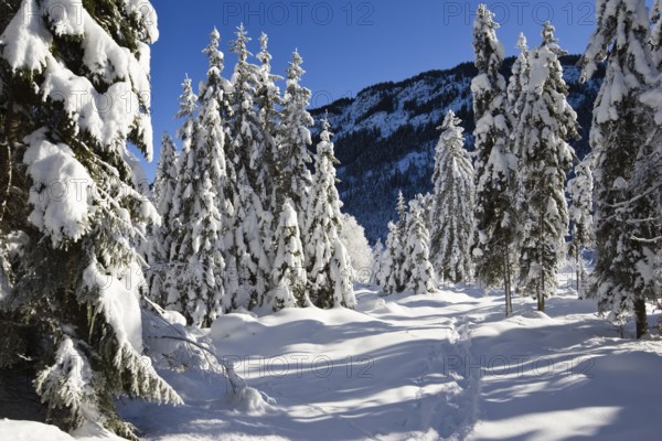 Snow-covered spruce trees (Pica abies), winter landscape in the Bavarian Alps, Upper Bavaria, Germany