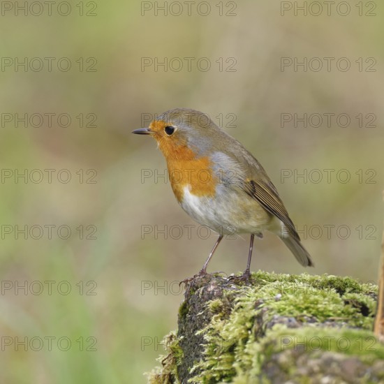 Robin (Erithacus rubecula), on mossy ground in the garden, Wilnsdorf, North Rhine-Westphalia, Germany