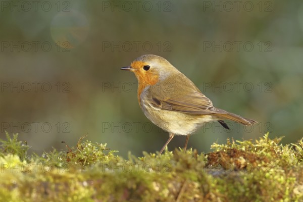 Robin (Erithacus rubecula), in winter on moss on the ground, Wilnsdorf, North Rhine-Westphalia, Germany