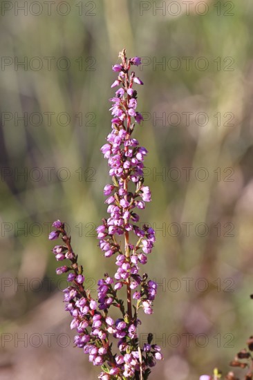 Flowering heather (Calluna vulgaris), heather, Trupacher Heide nature reserve, Siegen, North Rhine-Westphalia, Germany