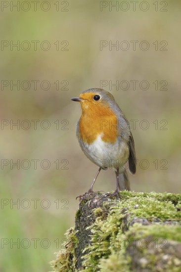 Robin (Erithacus rubecula), on mossy ground in the garden, Wilnsdorf, North Rhine-Westphalia, Germany