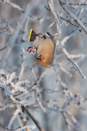 Waxwing (Bobycilla garrulus) eating berries of snowball (Viburnum opulus), hoarfrost, winter, winter visitor, Upper Bavaria, Germany