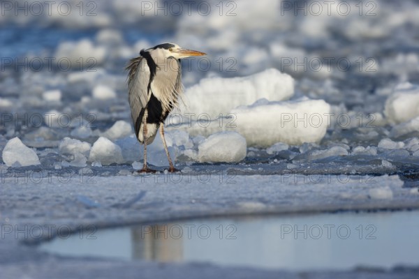 Grey heron (Ardea cinerea), standing on the ice and freezing, winter, Baltic Sea, Usedom, Mecklenburg-Western Pomerania, Germany