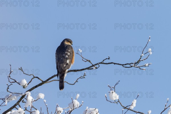 Sparrowhawk (Accipiter nisus), tercel, male in winter, sitting, Upper Bavaria, Germany