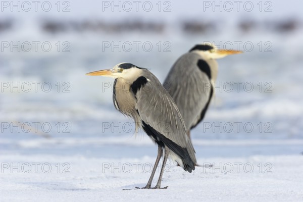 Two grey herons (Ardea cinerea), standing on ice, winter, Baltic Sea, Usedom, Mecklenburg-Western Pomerania, Germany