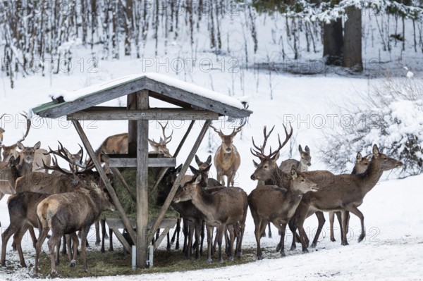 Red deer (Cervus elaphus) at feeding trough, game feeding in winter with snow, Upper Bavaria, Germany