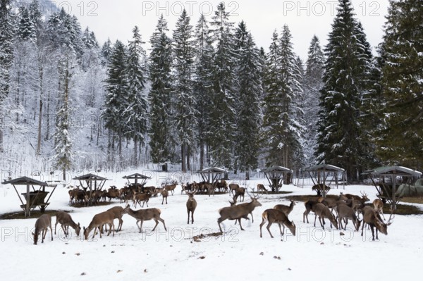 Red deer (Cervus elaphus) feeding on snow in winter, Upper Bavaria, Germany