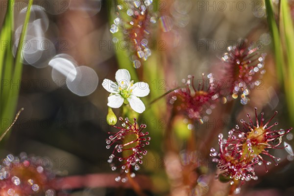 Oblong-leaved sundew (Drosera intermedia), flowers and leaves with adhesive glands, bog, raised bog, Upper Bavaria, Germany