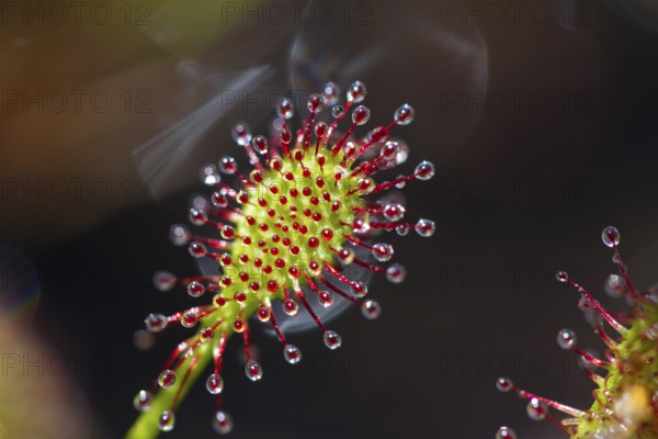 Oblong-leaved sundew (Drosera intermedia), leaves with adhesive glands, bog, raised bog, Upper Bavaria, Germany