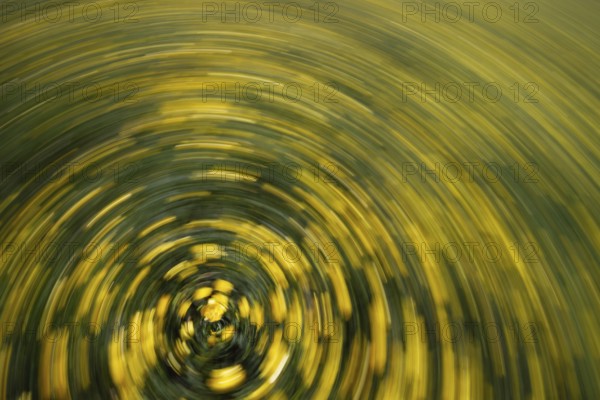 Ranunculus acris, flowering meadow abstract, movement, rotation, Upper Bavaria, Germany