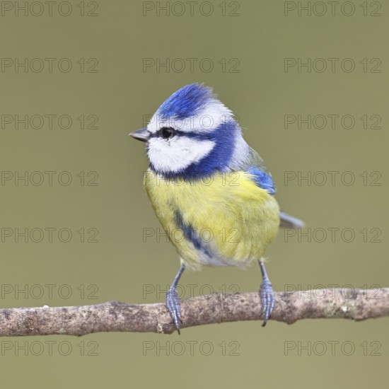 Blue tit (Parus caeruleus), sitting on a branch, Wilnsdorf, North Rhine-Westphalia, Germany