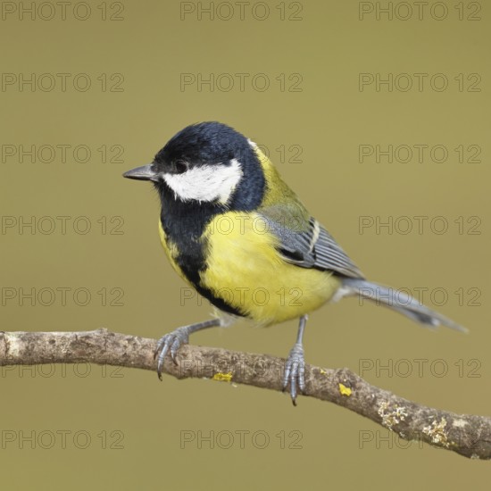 Great tit (Parus major), sitting on a branch, Wilnsdorf, North Rhine-Westphalia, Germany
