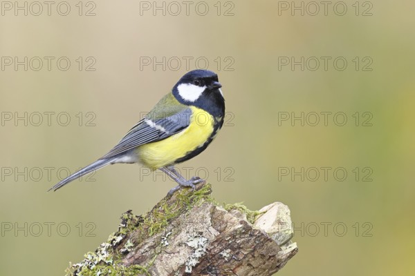Great tit (Parus major) sitting on moss-covered dead wood, side view, Wilnsdorf, North Rhine-Westphalia, Germany