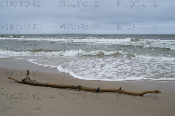 Ast am Ostseestrand, Wellen, Rügen Island, Mecklenburg-Western Pomerania, Germany