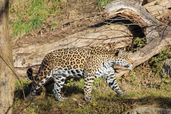 An adult jaguar (Panthera onca) runs across a dry meadow on a sunny day, with rotting tree trunks lying on the ground in hilly terrain. Captive