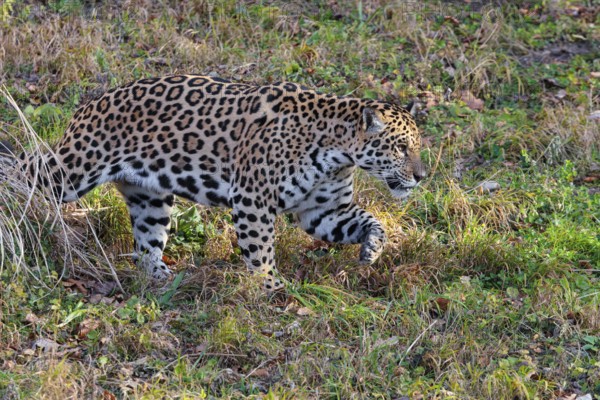 An adult jaguar (Panthera onca) runs across a green meadow on a sunny day. Captive