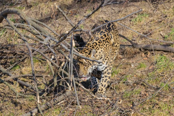 An adult jaguar (Panthera onca) runs across a dry meadow on a sunny day, with rotting trees lying on the ground in hilly terrain. Captive