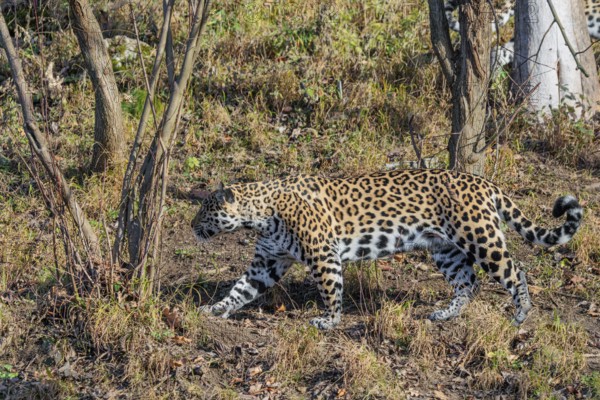 An adult jaguar (Panthera onca) runs across a dry meadow in hilly terrain on a sunny day. Captive