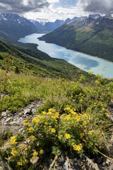 Yellow flowers, view of blue lake and mountains on Twin Peaks Trail, Eklutna Lake, Chugach Mountains, Chugach State Park, Alaska, USA