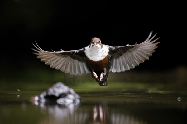 White-throated White-throated Dipper (Cinclus cinclus) in the air over water with prey in its beak, reflection visible, Lower Saxony, Germany