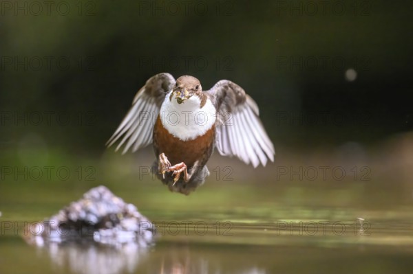 Flying dipper (Cinclus cinclus) over water with prey in its beak, Osnabrücker Land, Lower Saxony, Germany