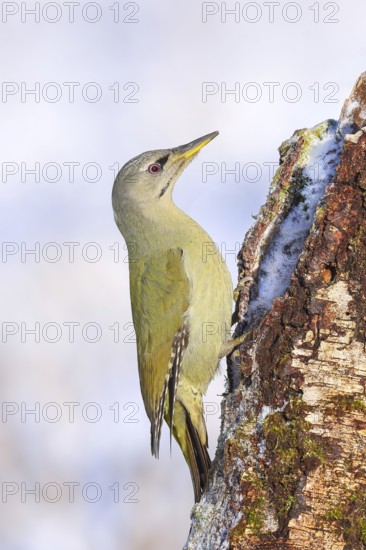 Grey-headed woodpecker (Picus canus), or lesser spotted woodpecker, female on a birch tree, wildlife, woodpeckers, bird, nature photography, winter, light background, snow, Neunkirchen, Siegerland, North Rhine-Westphalia, Germany