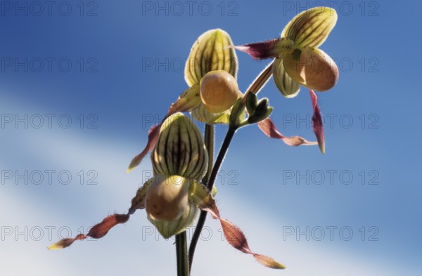 Frauenschuh orchid, Paphiopedilum philippinense, flower, three orchid flowers in yellow and brown tones against a deep blue sky with strong contrast