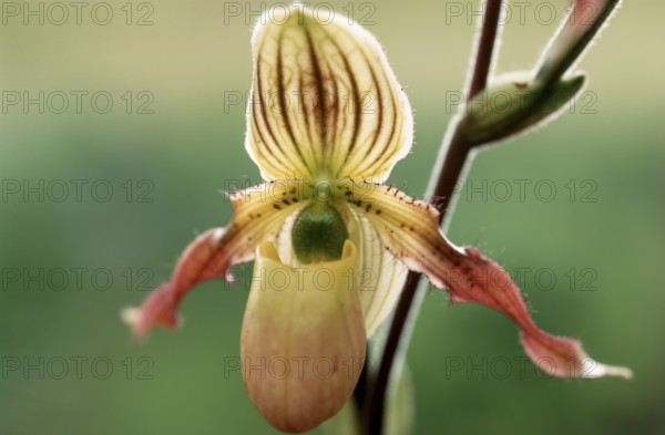 Lady's slipper orchid, Paphiopedilum philippinense, flower, detailed close-up of a single orchid flower with yellow and brown colors against a blurred background