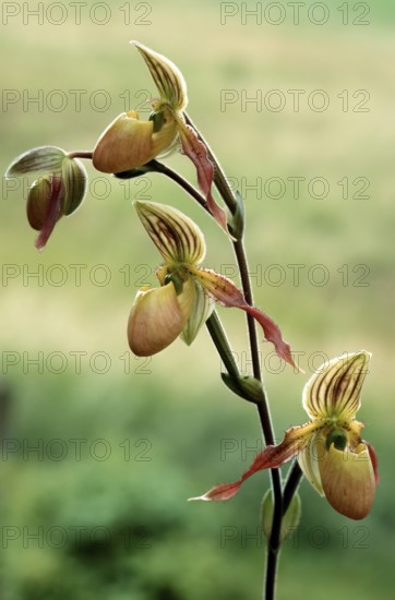 Lady's slipper orchid, Paphiopedilum philippinense, flower, close-up of a multi-flowered orchid with detailed yellow and brown flowers against a blurred green background