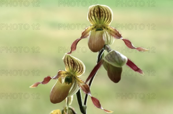Lady's shoe orchid, Paphiopedilum philippinense, blossom, Two elegant orchid flowers with brown and yellow accents against a soft, pastel green background