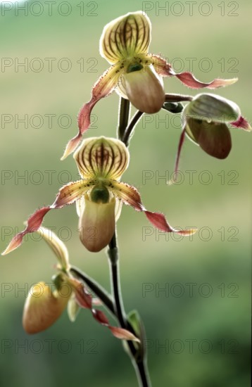 Lady's slipper orchid, Paphiopedilum philippinense, flower, close-up of an exotic orchid with delicate flowers against a blurred background