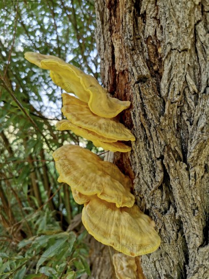 Sulphur porling, Laetiporus sulphureus, type of mushroom from the family of stalk porling relatives, parasite on a tree trunk, yellow tree fungus grows vertically on tree trunk surrounded by natural environment