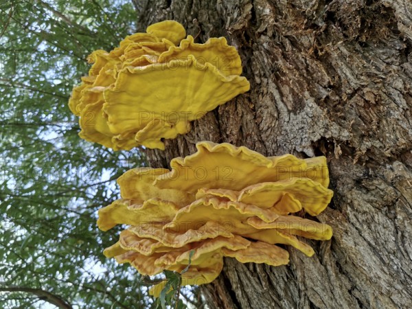 Sulphur porling, Laetiporus sulphureus, type of mushroom from the family of stalk porling relatives, parasite on a tree trunk, bright yellow tree fungus on tree trunk surrounded by natural forest atmosphere