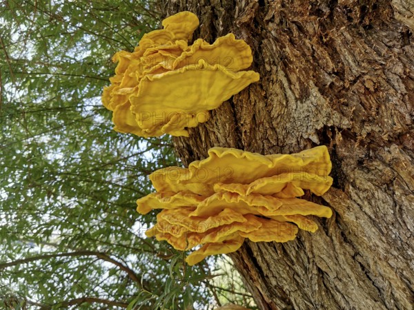 Sulphur porling, Laetiporus sulphureus, type of mushroom from the family of stalk porling relatives, parasite on a tree trunk, bright yellow tree mushrooms grow on a tree trunk in a natural forest environment