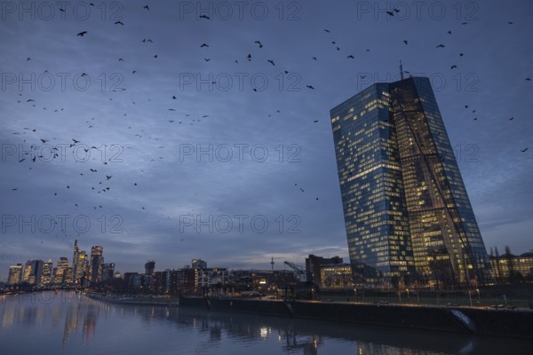 A flock of birds flies in the evening from the European Central Bank (ECB) towards the Frankfurt banking skyline, Osthafen, Frankfurt am Main, Hesse, Germany