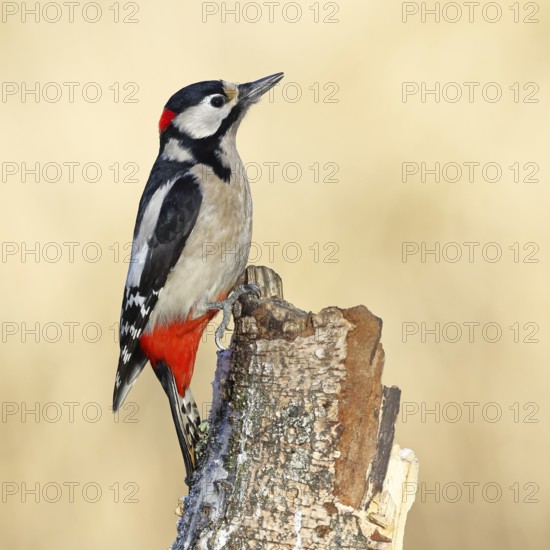 Great spotted woodpecker (Dendrocopus major), male, foraging on dead wood of a common birch (Betula pendula), wildlife, woodpeckers, nature photography, autumn, Wilnsdorf, North Rhine-Westphalia, Germany